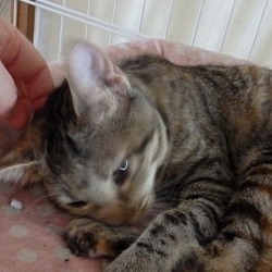 「めめちゃんのこと」サムネイル2