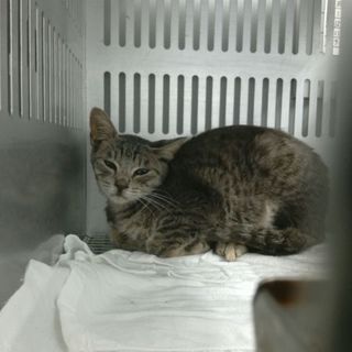 期限明日（8/18）の朝まで！