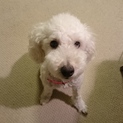 トイプードル（白、オス、去勢済み）の里親さん募集