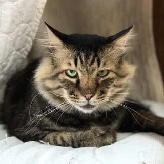 長毛　きじとら男の子