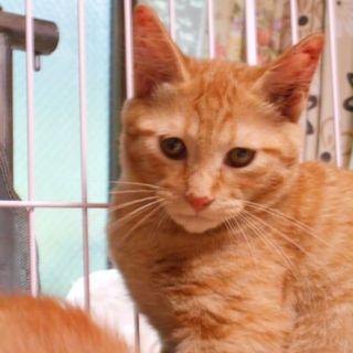 目が可愛い元気な子猫(３ヶ月)