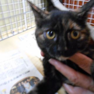 おちょぼ口のかわいい子猫（３ヶ月）