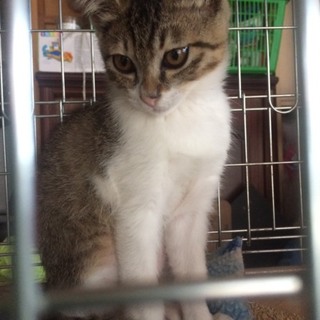 かわいい 2ヶ月のキジ白の女の子の里親募集します