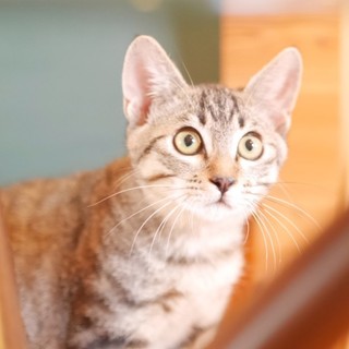 甘えん坊兄弟☆キジトラ