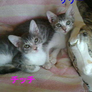 サバ白兄妹　チッチとサリー