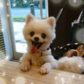 素敵な家族ができました、ありがとうございました♪