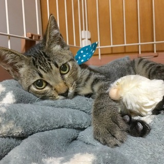 僕を触って！モミモミ大好き甘えん坊