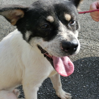 センターに移ってあらためて飼い主さんを募集！！