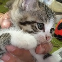 可愛い子猫を宜しくお願いします(>_<)