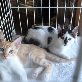 ２匹の兄妹猫の里親募集