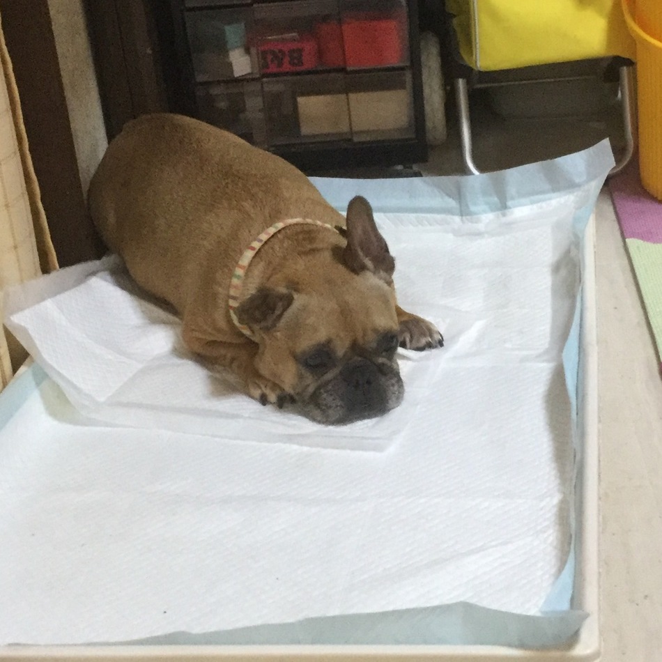 ローズ・ジョーヌのカバー写真