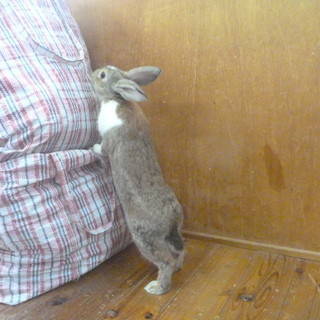 ミニウサギ　３月１１日生まれ　青年期