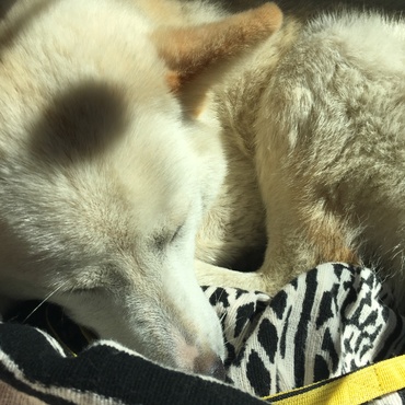 病院帰り   家に着いたのに呼んでも触っても起きません