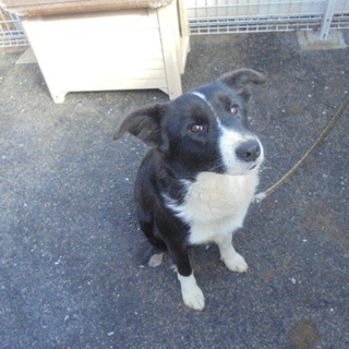 ２歳のボーダーコリー