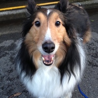 シェルティのシエルと言います