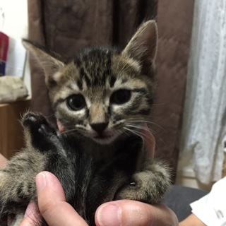 キジトラ子猫メス 3ヶ月