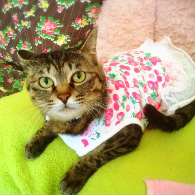 Harelu：のカバー写真