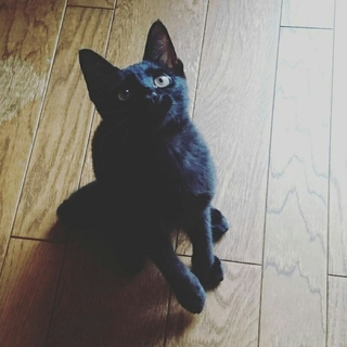 魅惑の黒猫ちゃん！家族を募集中です！