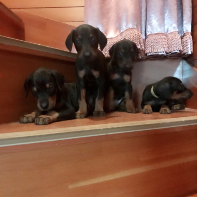 toho1985のカバー写真