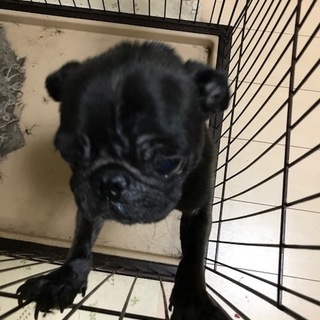 黒パグ 女の子