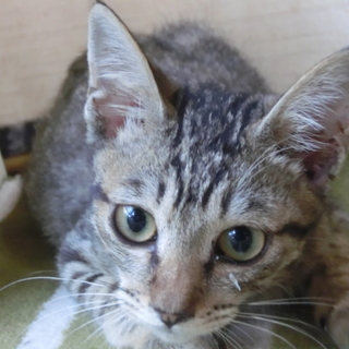 キジの仔猫3ヶ月ぐらい保護しました。