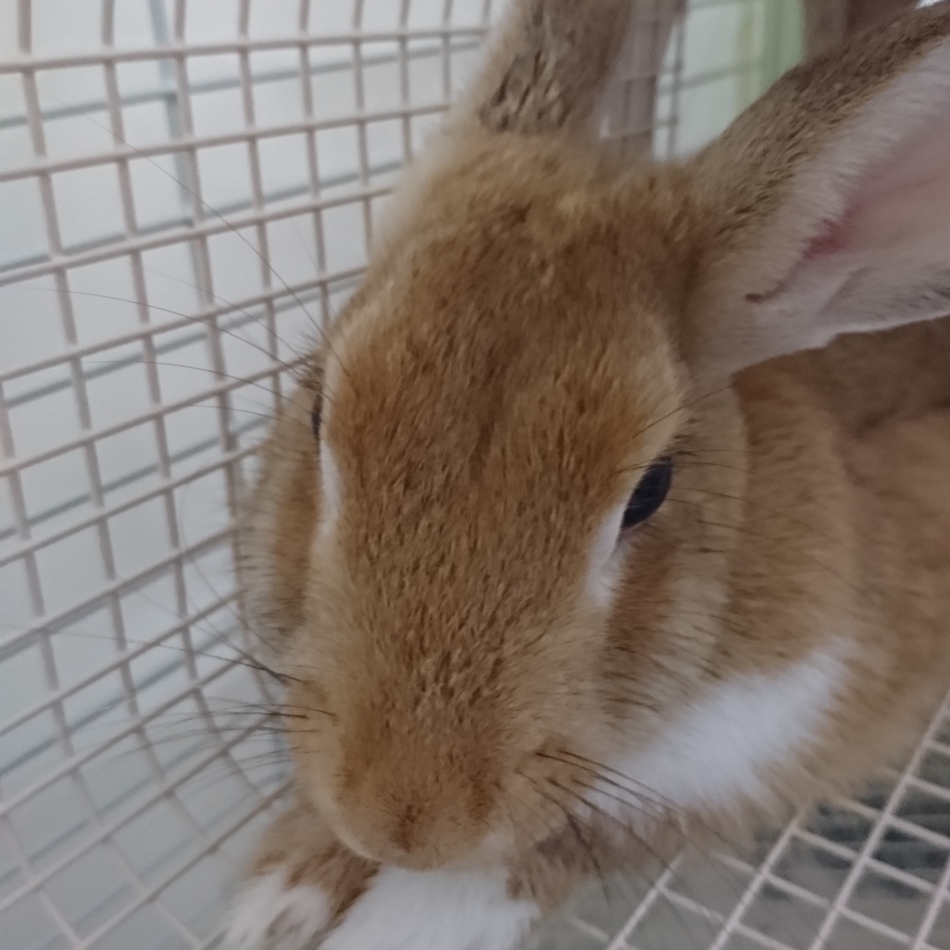 みみのカバー写真