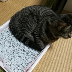 あ、あのう、、、、