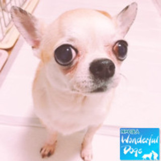 「コムアイ」チワワ♀