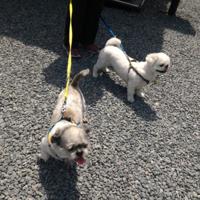 ラザニアはっちゅのカバー写真