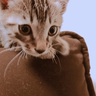 生後2ヶ月の男の子2匹です！