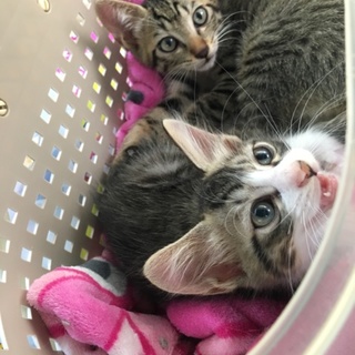 可愛い兄弟りー君&ふう君