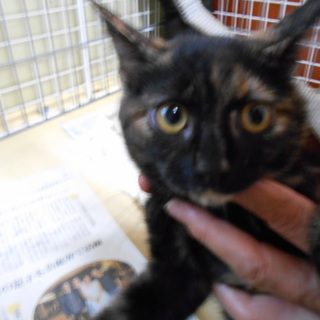 静かで白いおちょぼ口のかわいい女の子（３ヶ月）