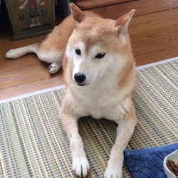 散歩のｲﾔｲﾔ(´д｀|||)一段落(о´∀`о)