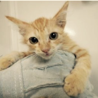 保護団体様が引き出して下さいました。