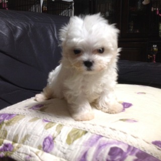 マルチーズのマル君は２ヶ月の男の子