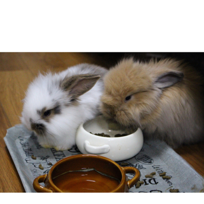 philopon5824のカバー写真