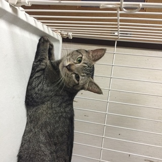 キジトラ人懐っこいやんちゃガール♡