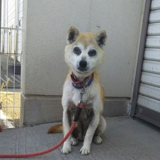 パンちゃん。カワイイおばあちゃん