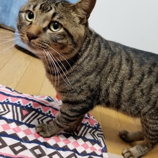 スコティッシュMIX