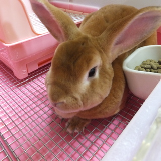 ミニレッキスのチョコちゃんの里親を募集します。