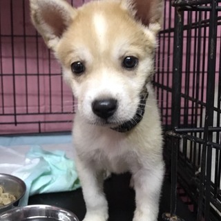 ♂277里親募集です！