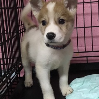 ♂278 里親募集です！