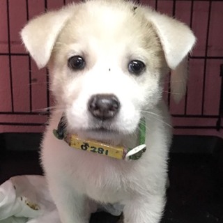 ♂281 里親募集です！