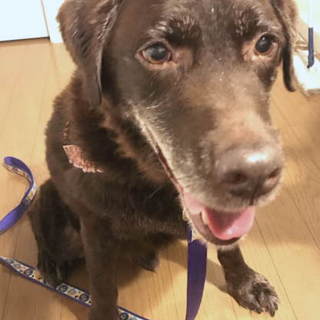 落ち着いたおとなの紳士「福太郎」です