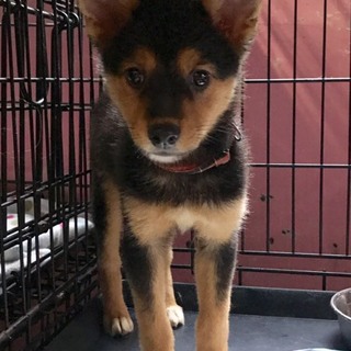 ♀275 里親募集です！