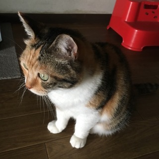 みーちゃんとクロの里親募集しております。