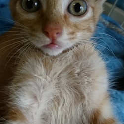 三鷹で子猫の大譲渡会をやります。