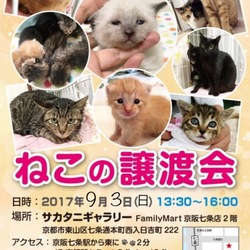 京都 ねこの譲渡会