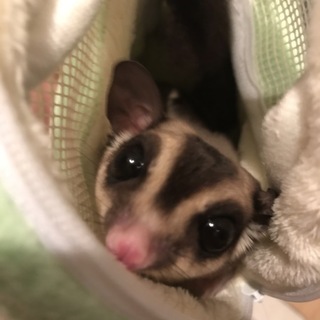 モモンガのモガくん（1歳）