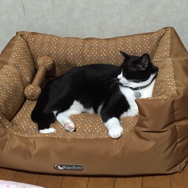 斑のお気に入りのベット♪　霞にオシッコをされて廃棄・・・奇跡の写真です・・・